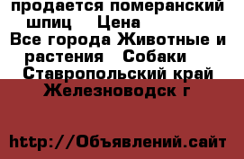 продается померанский шпиц  › Цена ­ 35 000 - Все города Животные и растения » Собаки   . Ставропольский край,Железноводск г.